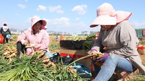 云南罗平生姜最新价格：罗平生姜现价速览